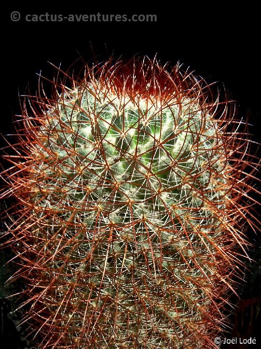 Mammillaria rhodantha ssp. fuscata P1250824